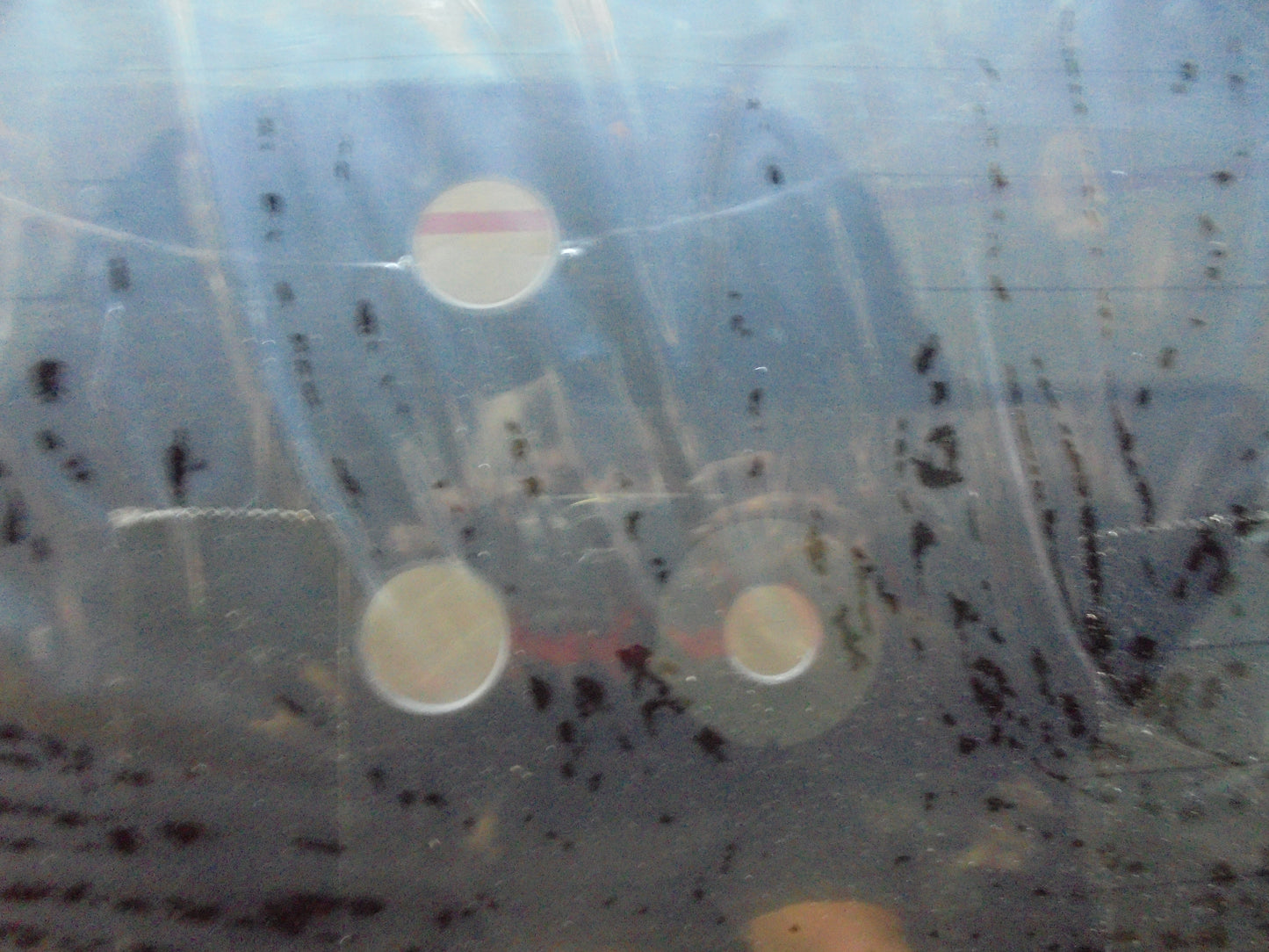 Honda Civic 4-Door Hatch Back Genuine Tinted Rear Glass New Part